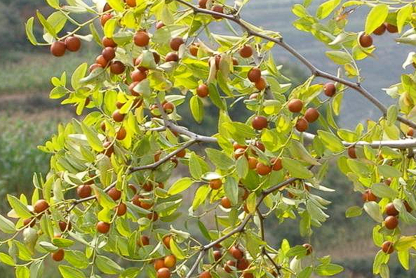 朝阳山野小酸枣（山枣），全身都是宝｜养生 + 食用 + 增收全能款🌿