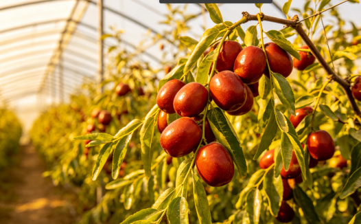 五月尝鲜！温室朝阳大枣抢 “鲜” 上市