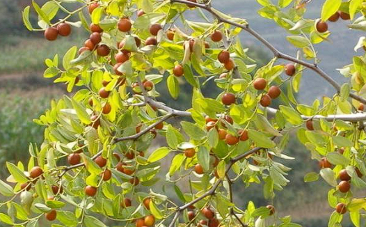 朝阳山野小酸枣（山枣），全身都是宝｜养生 + 食用 + 增收全能款🌿