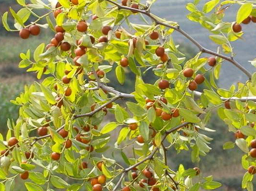 朝阳山野小酸枣（山枣），全身都是宝｜养生 + 食用 + 增收全能款🌿